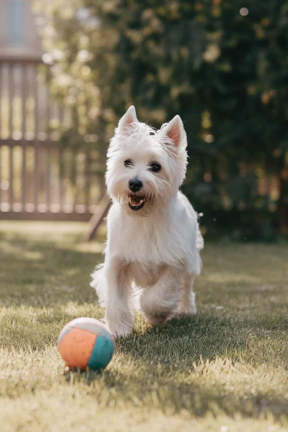 A West Highland White Terrier running towards a colorful ball in a sunny backyard.
