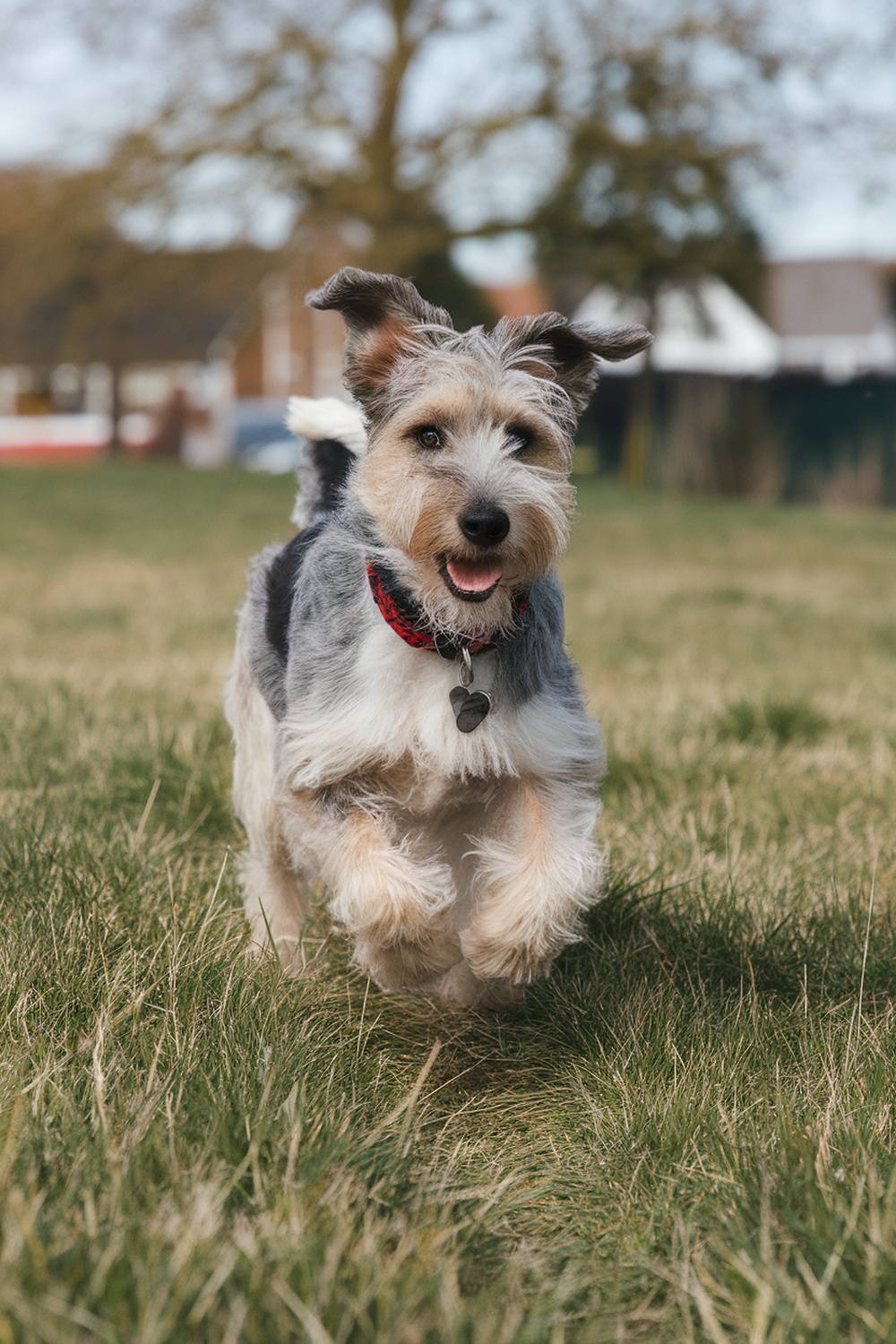 A happy Norfolk Terrier mix running in a grassy field.