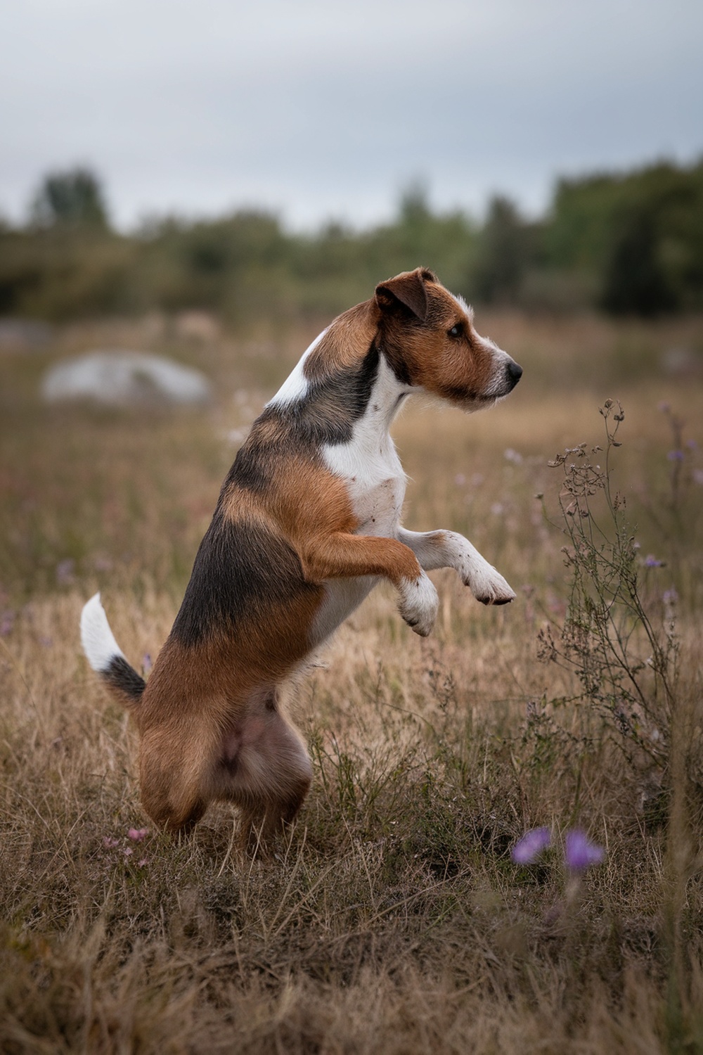 A Border Terrier standing on its hind legs in a grassy field.