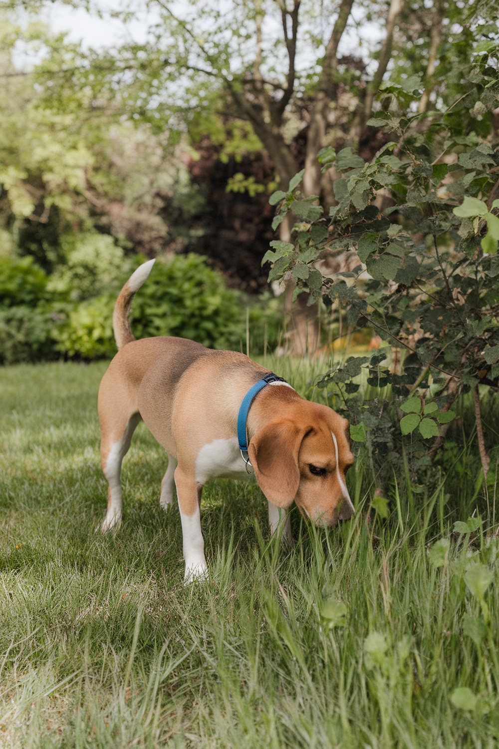 A beagle dog sniffing around in a grassy area.