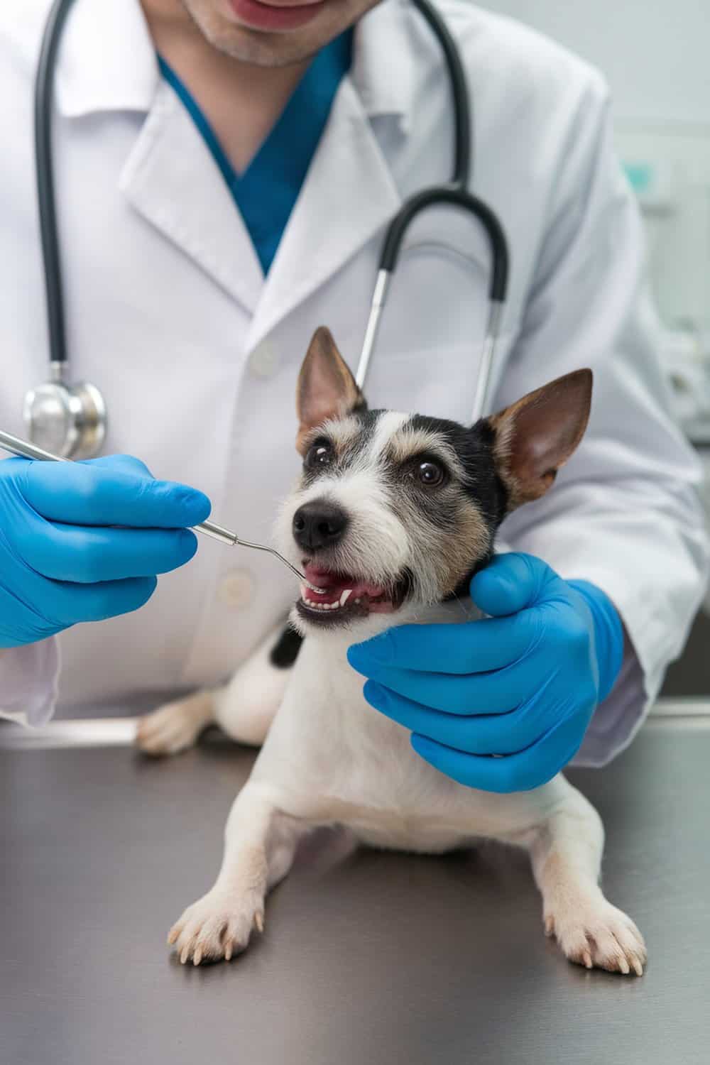 A veterinarian examining a Rat Terrier's teeth during a dental check-up.