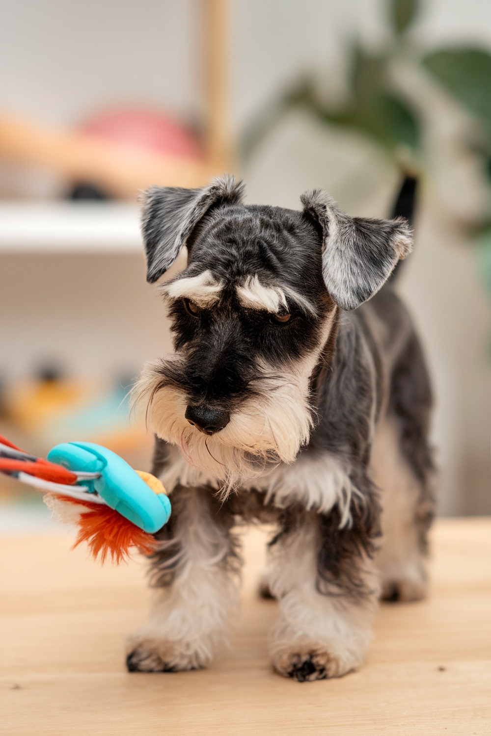 A Miniature Schnauzer playing with a colorful toy.