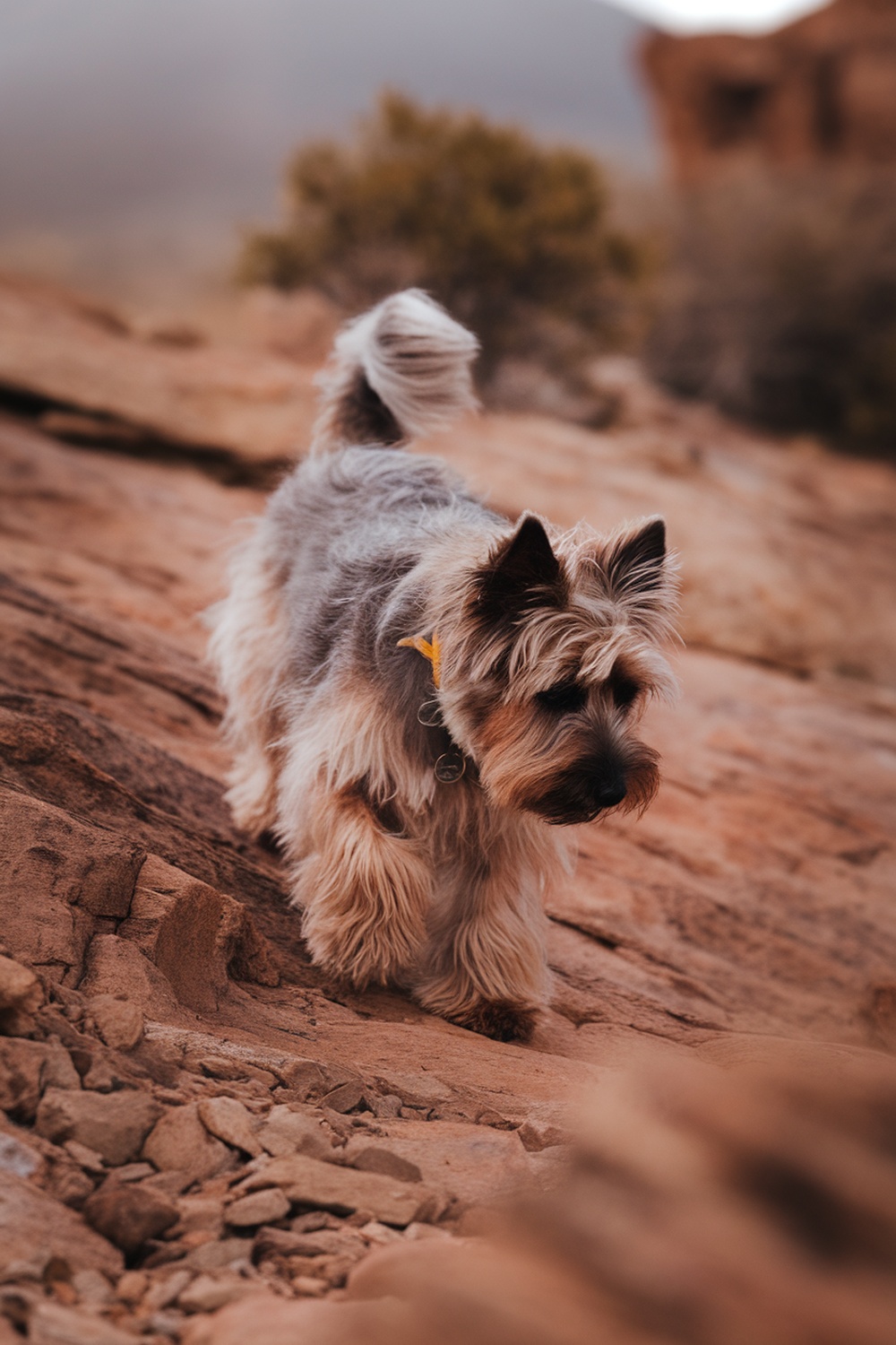 A Cairn Terrier walking on rocky terrain.