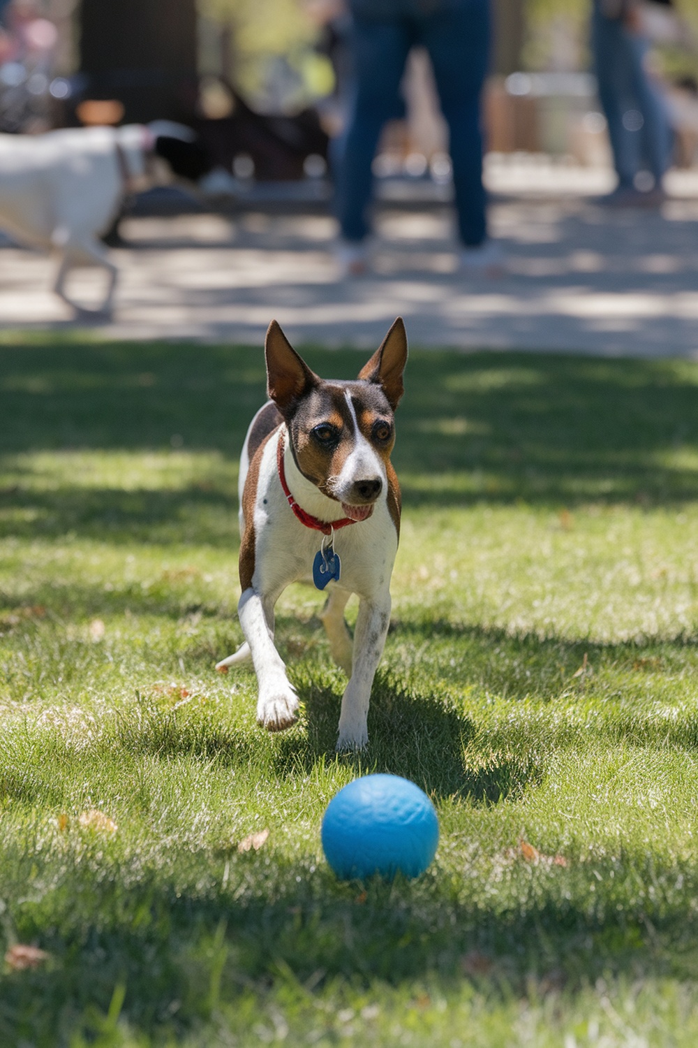 A Rat Terrier mix dog running towards a blue ball in a park.