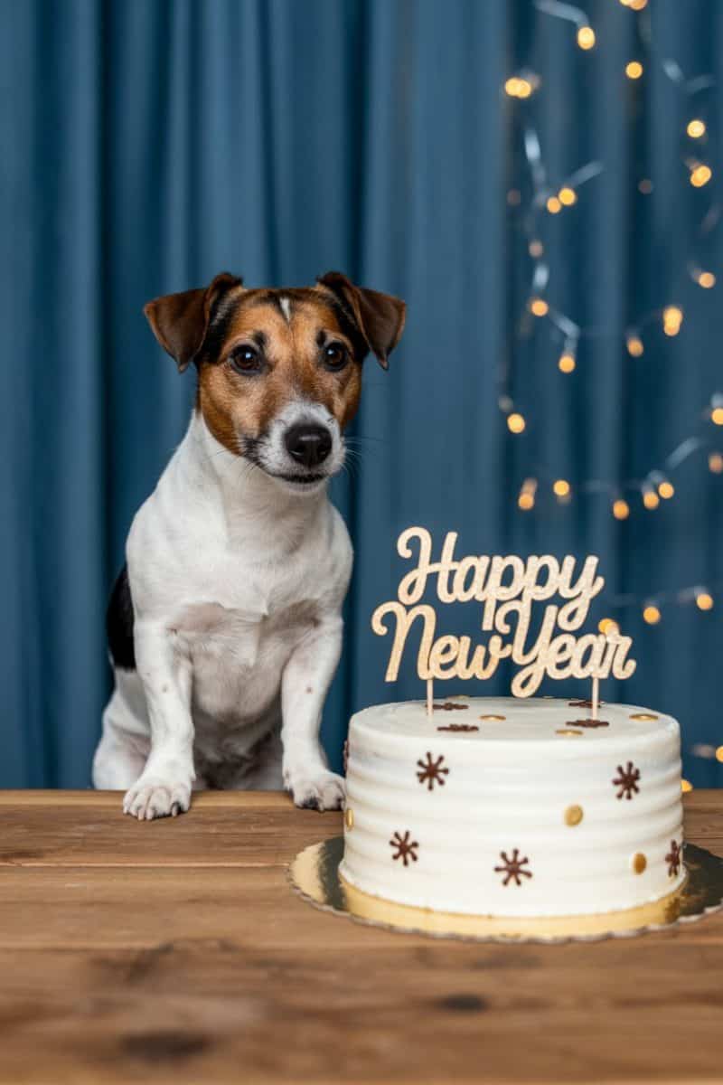 A Jack Russell Terrier dog sitting upright on a wooden table next to a small white cake.