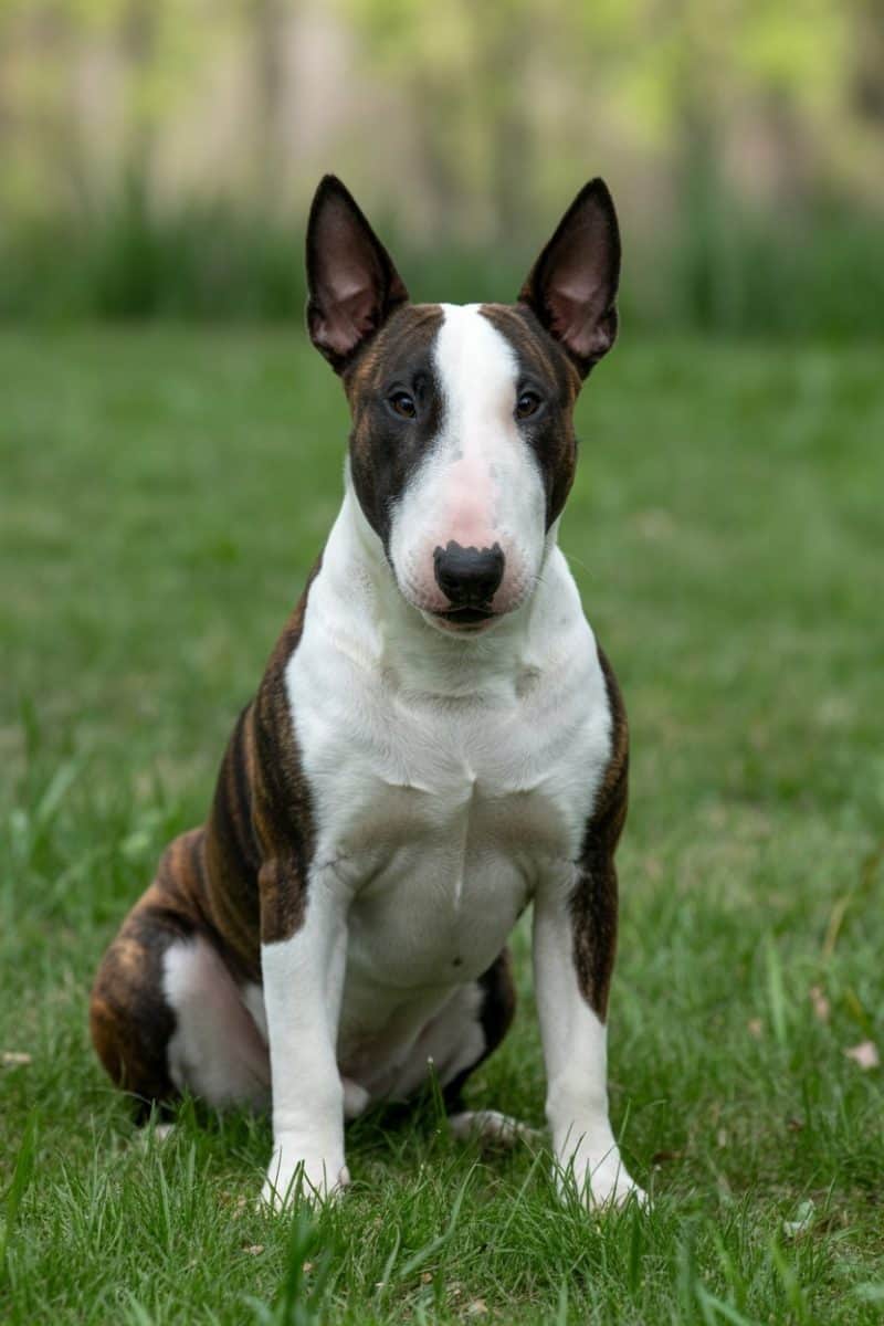 A Bull Terrier sitting on green grass.
