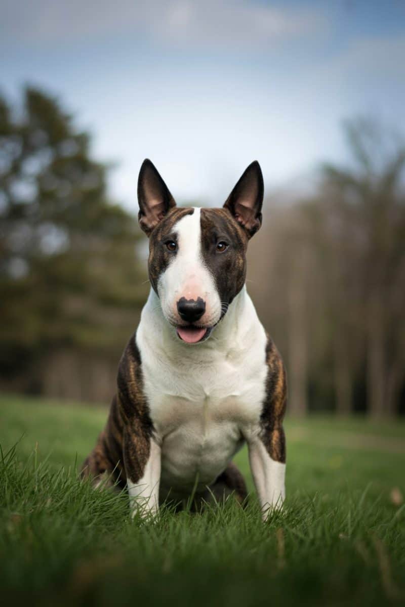 A Bull Terrier sitting in vibrant green grass.
