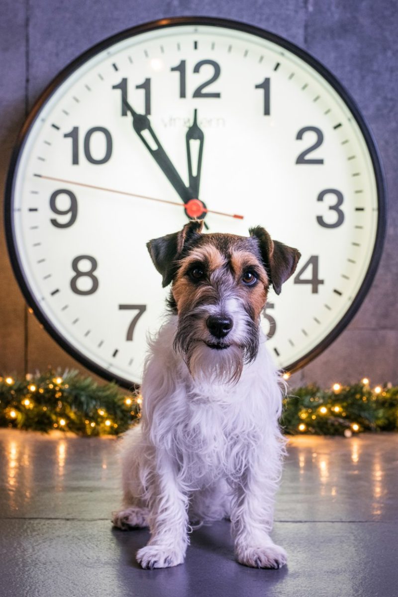 A Jack Russell Terrier dog sitting upright in front of a large round analog clock.