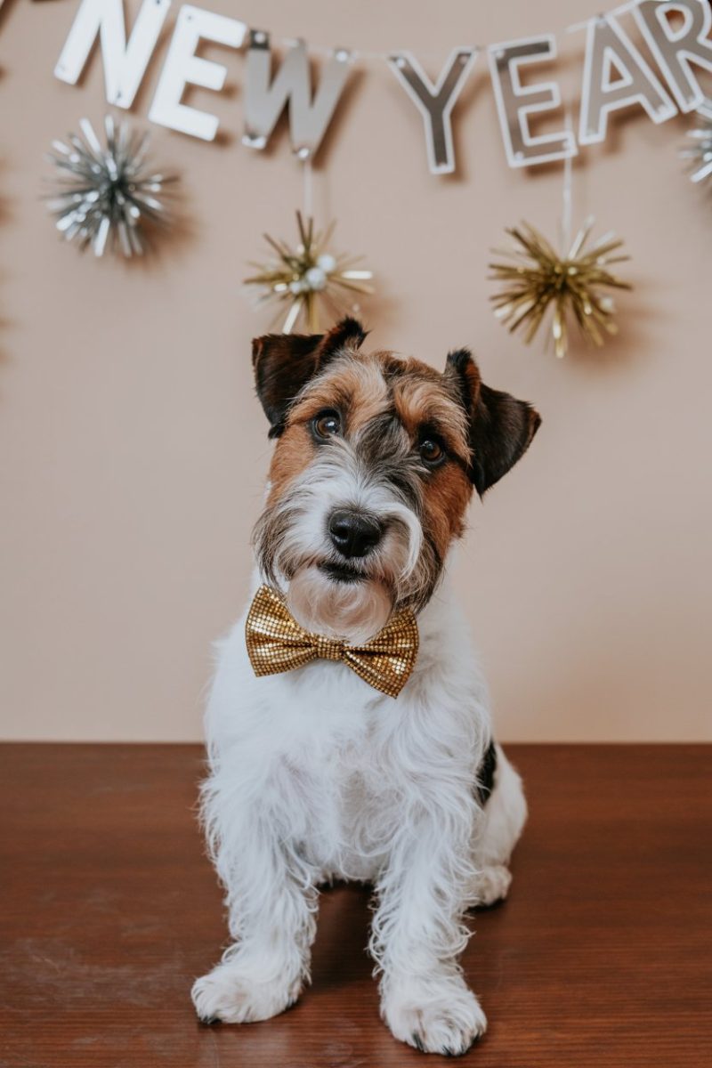 A Wire Fox Terrier dog sitting on a dark wooden surface against a beige wall.