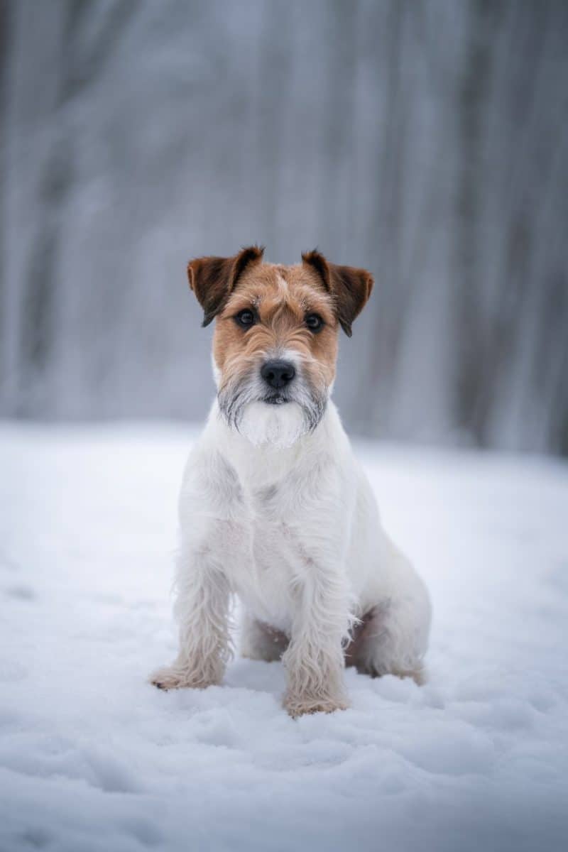 A Jack Russell Terrier dog sitting in snow.