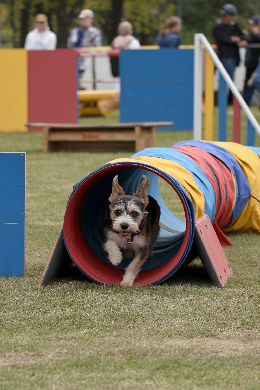 A Border Terrier running through a colorful agility tunnel at a dog sports event.