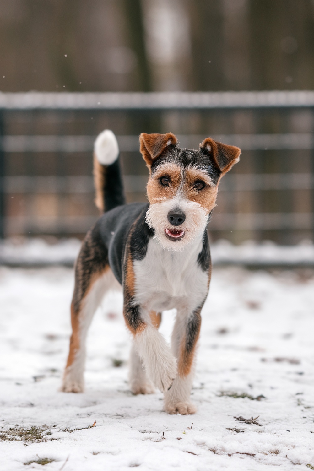 A Fox Terrier playing in the snow, showcasing its playful nature.