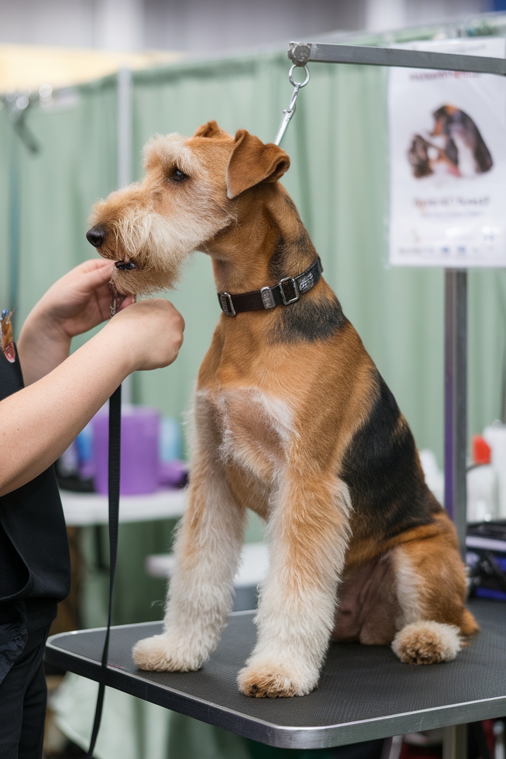 An Airedale Terrier being groomed at a dog show.