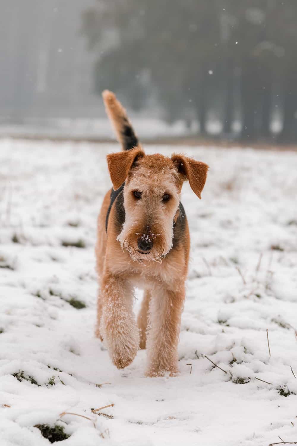 Airedale Terrier walking in the snow