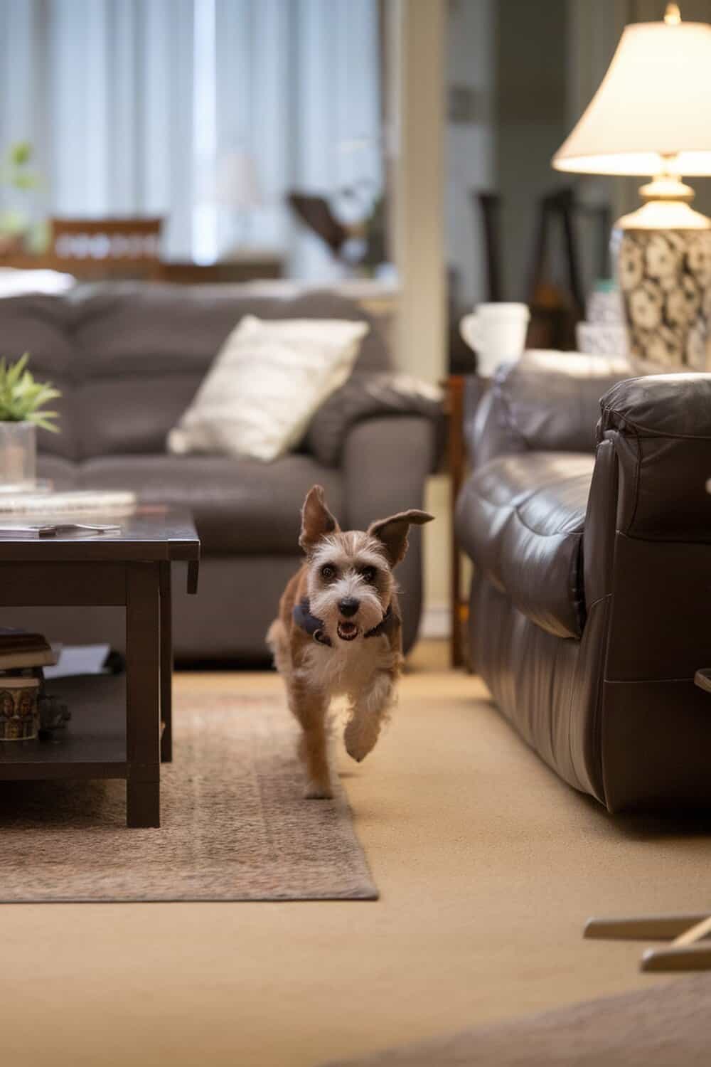 A Border Terrier running joyfully in a living room