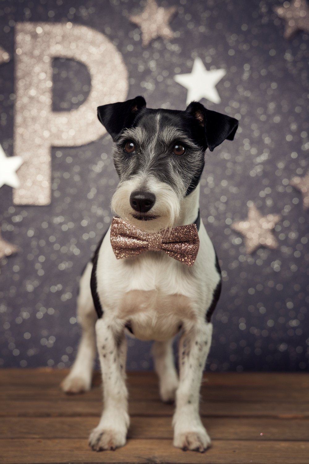 A terrier wearing a glittering bowtie, posing against a sparkly background.