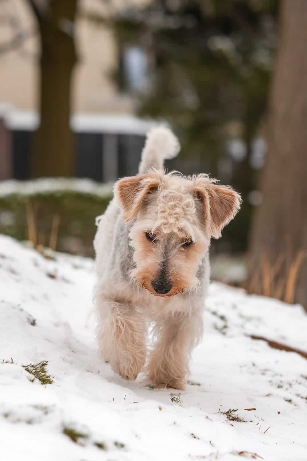 A Bedlington Terrier walking through the snow.