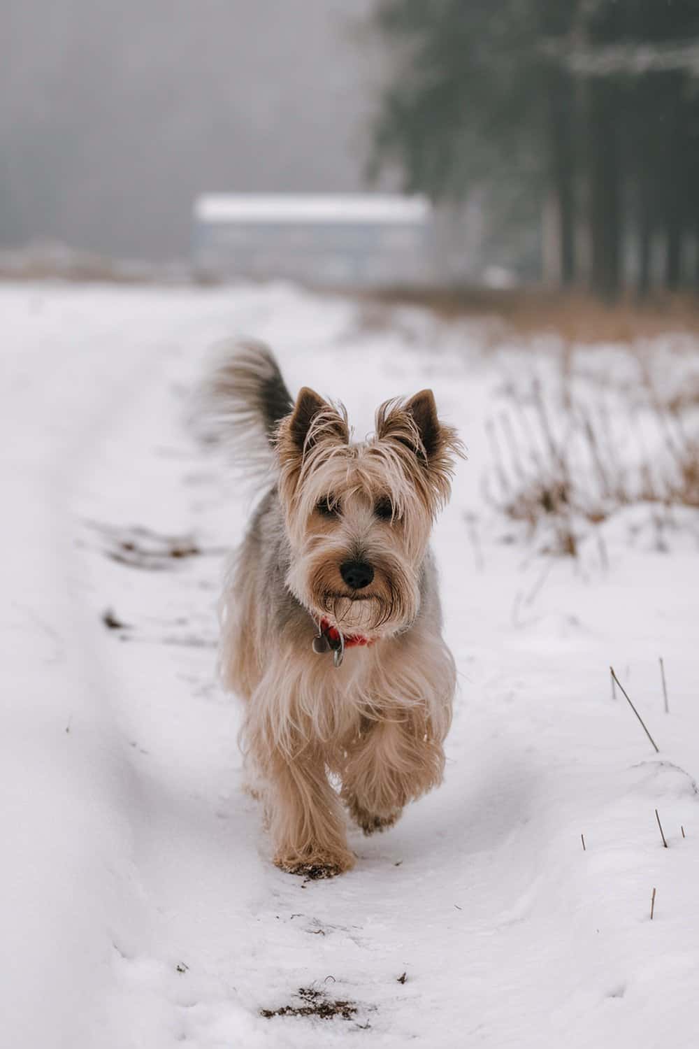 A Skye Terrier running through the snow, showcasing its fluffy coat and playful demeanor.