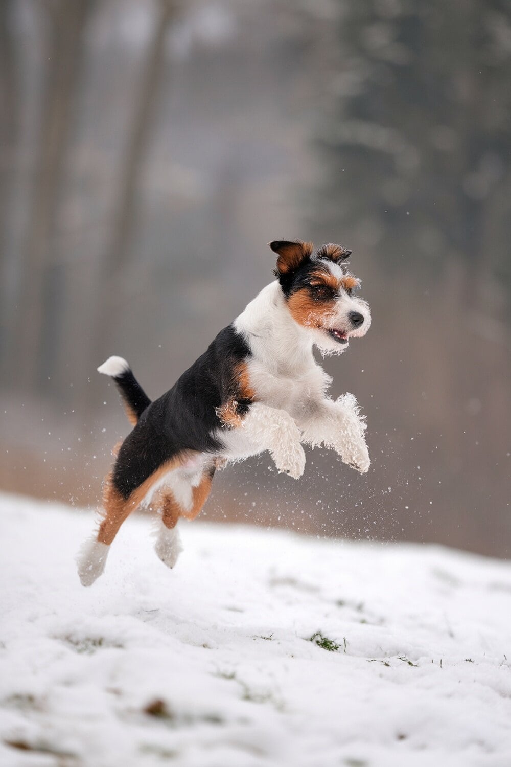 An Australian Terrier jumping joyfully in the snow.