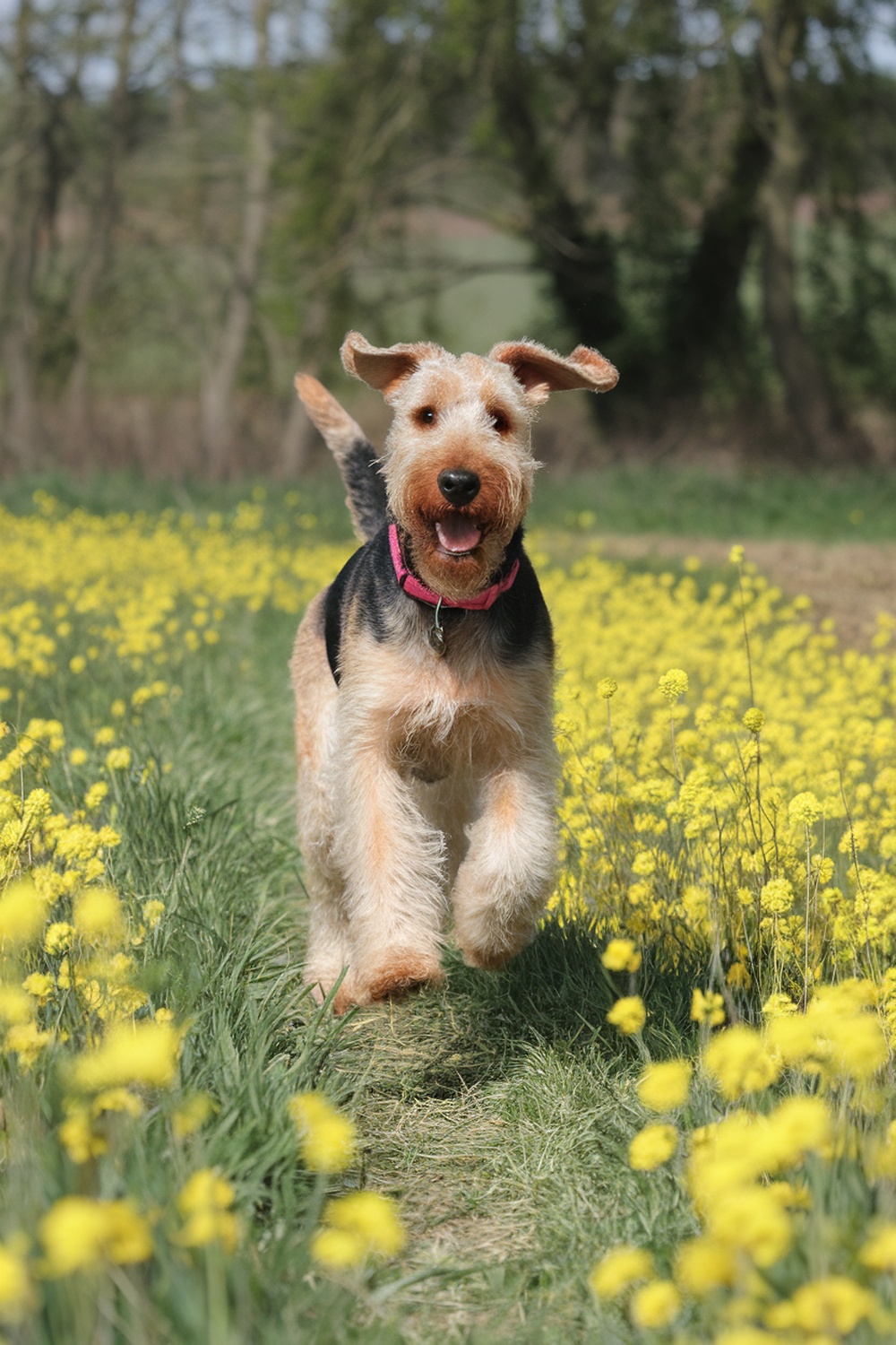 Airedale running joyfully through a field of yellow flowers.