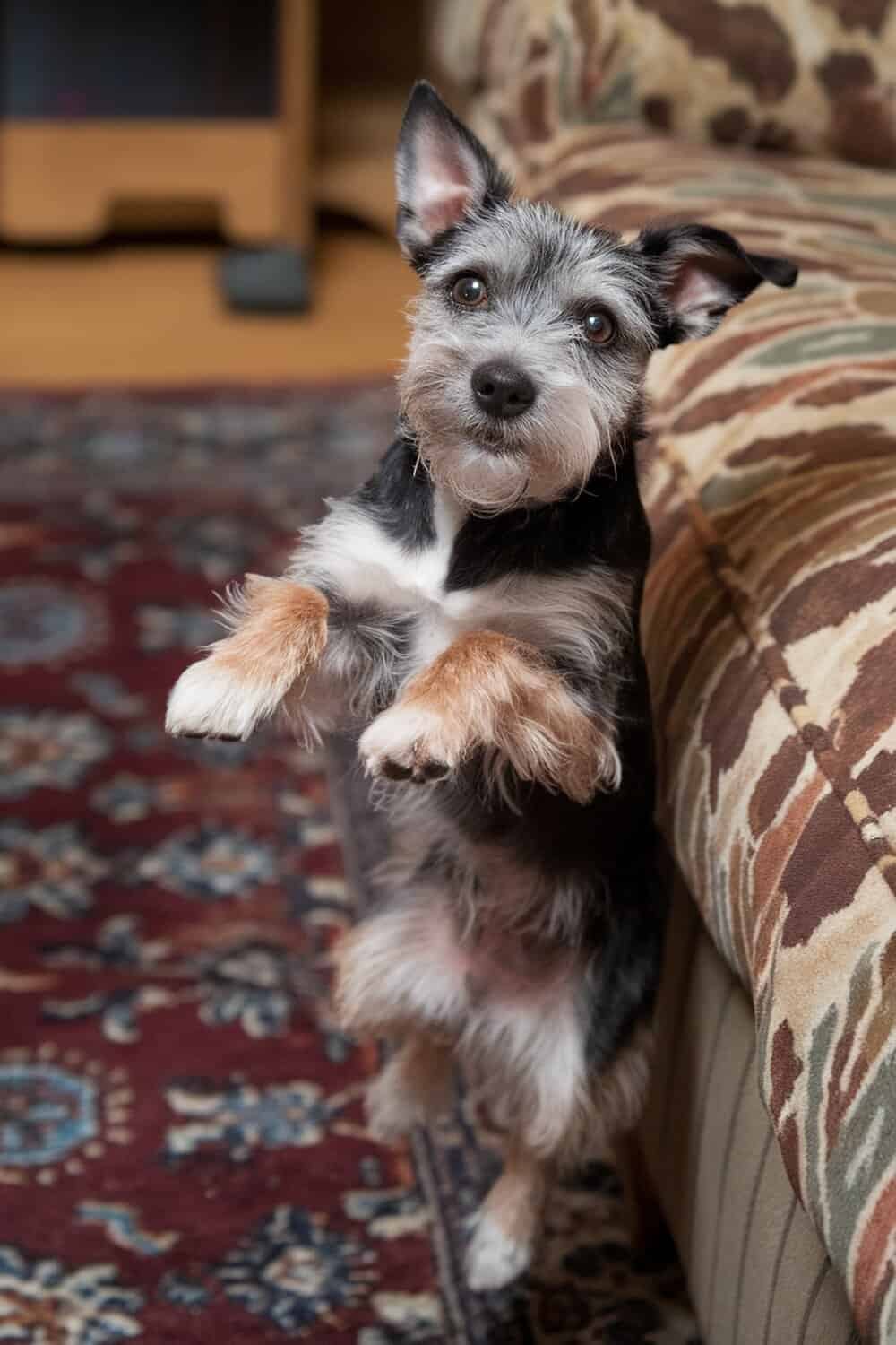 A Border Terrier attempting to jump onto a couch, looking playful and slightly clumsy.