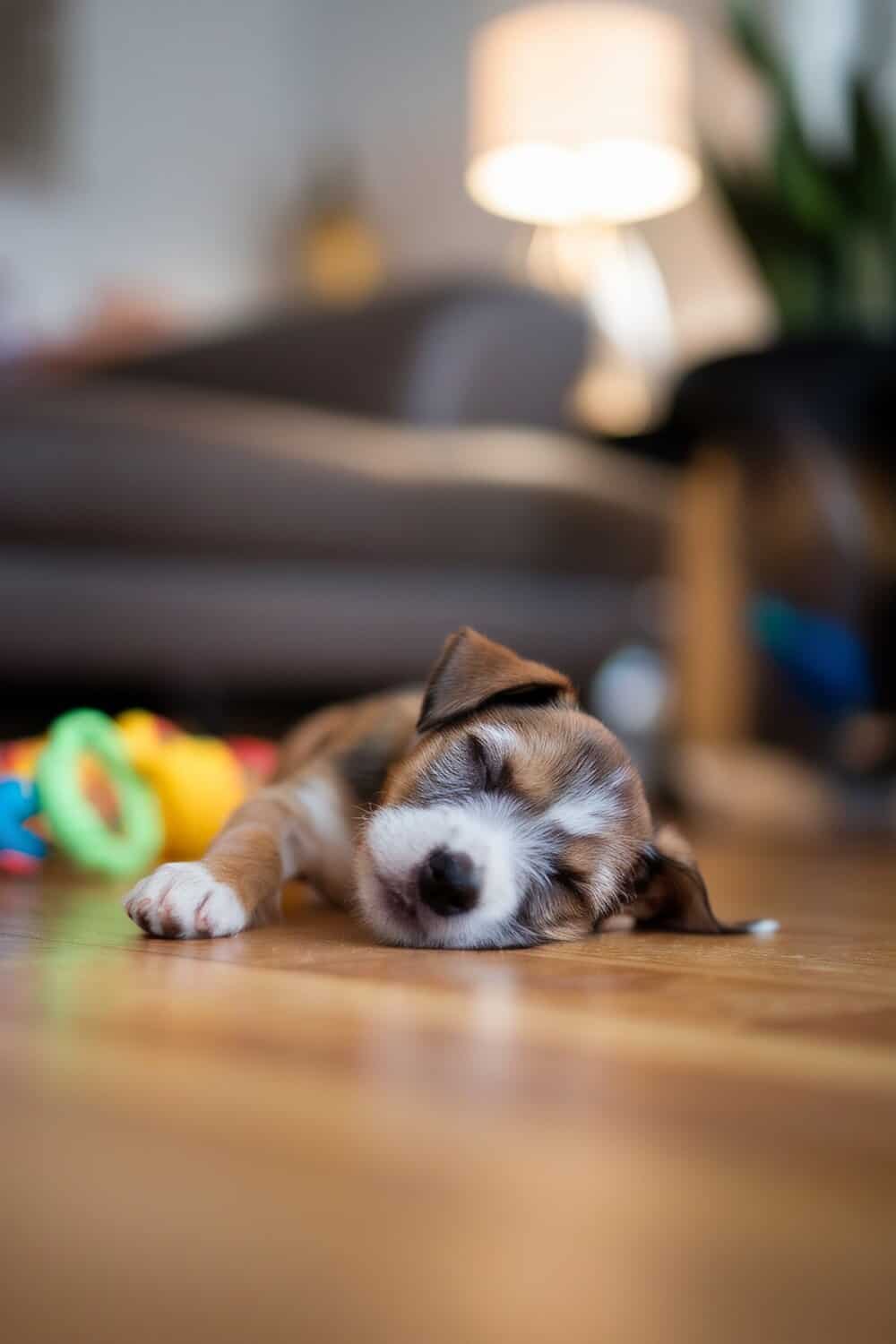 A sleepy Border Terrier puppy resting on the floor after playtime.