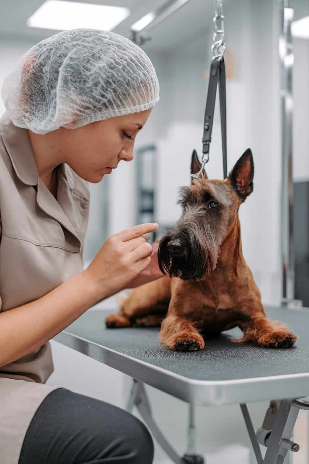 A groomer carefully examining a Scottish Terrier's face during a grooming session.