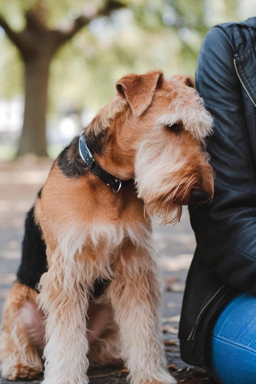 Airedale sitting next to a person, showing a thoughtful expression.