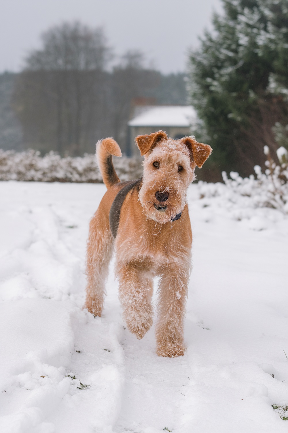 Airedale Terrier standing in the snow with a snowy background.