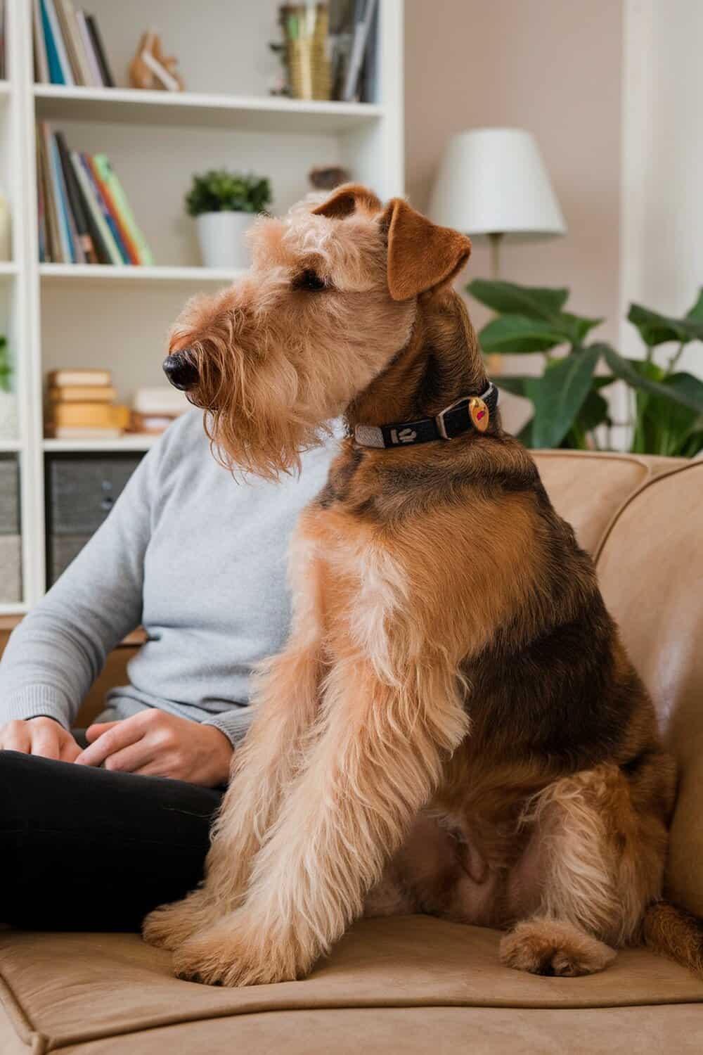 Airedale sitting beside a person on a couch, showcasing their loyal companionship.