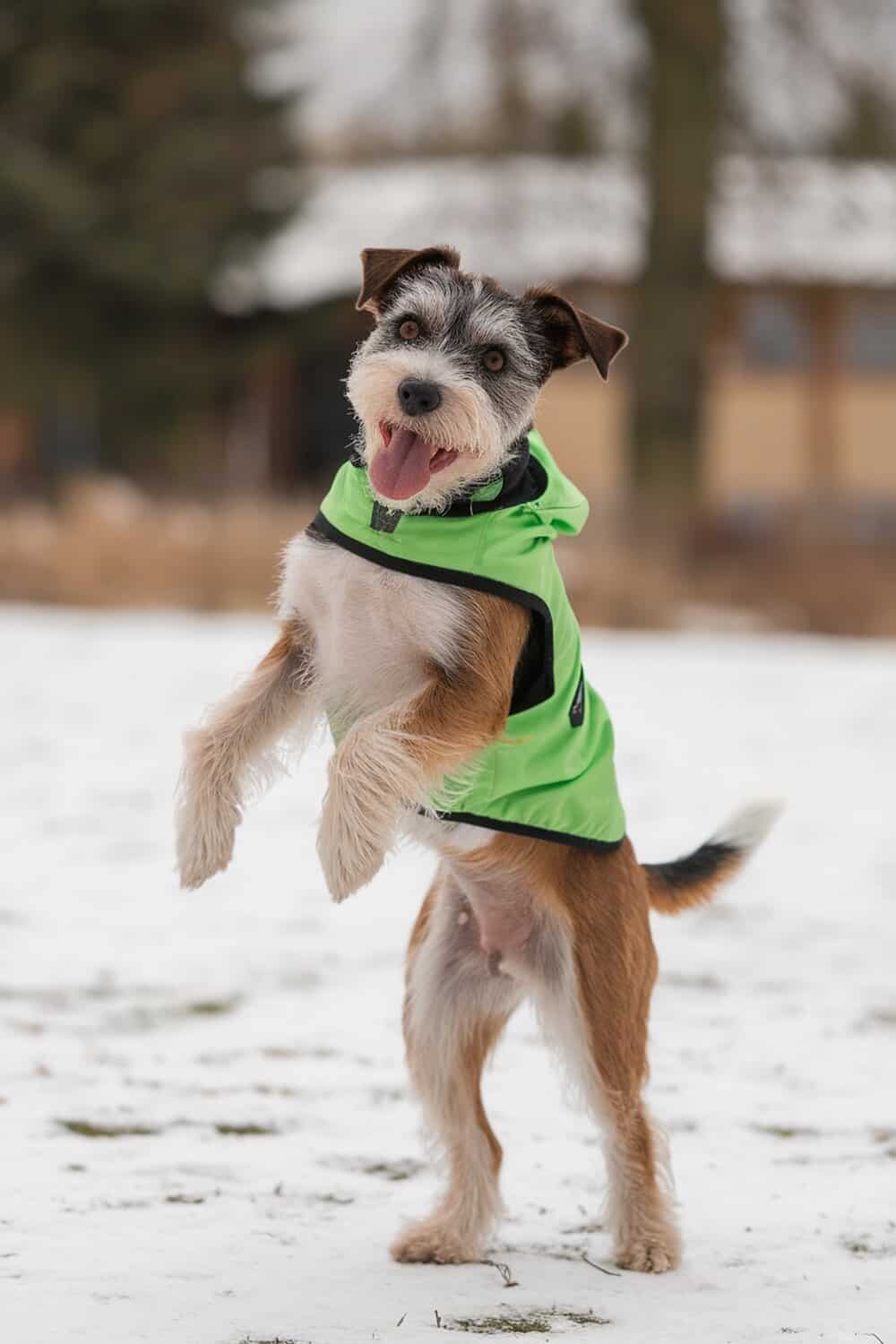 A joyful Border Terrier in a green jacket, jumping in the snow with a big smile.