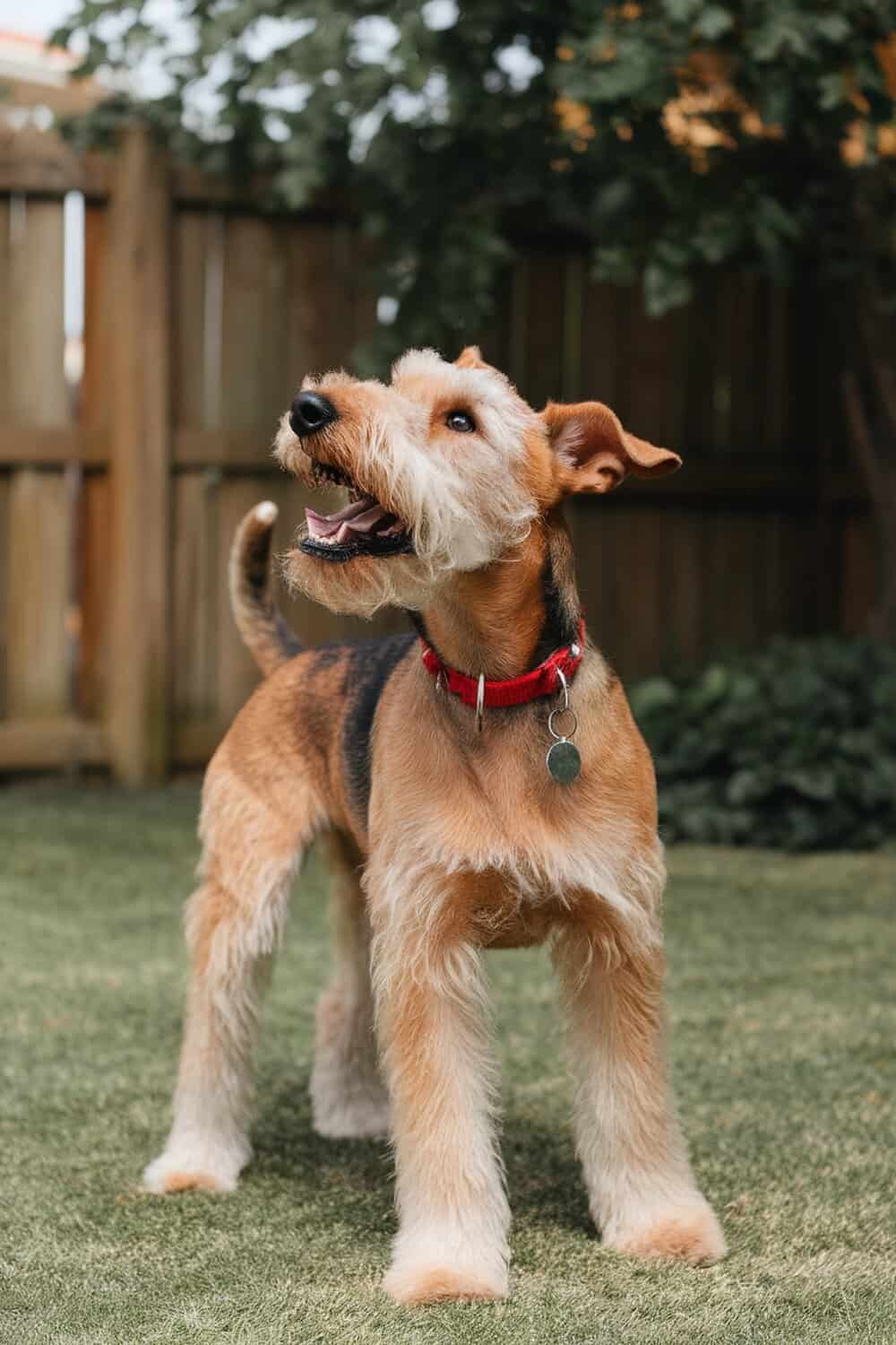 Airedale Terrier standing outdoors, looking up with a happy expression.
