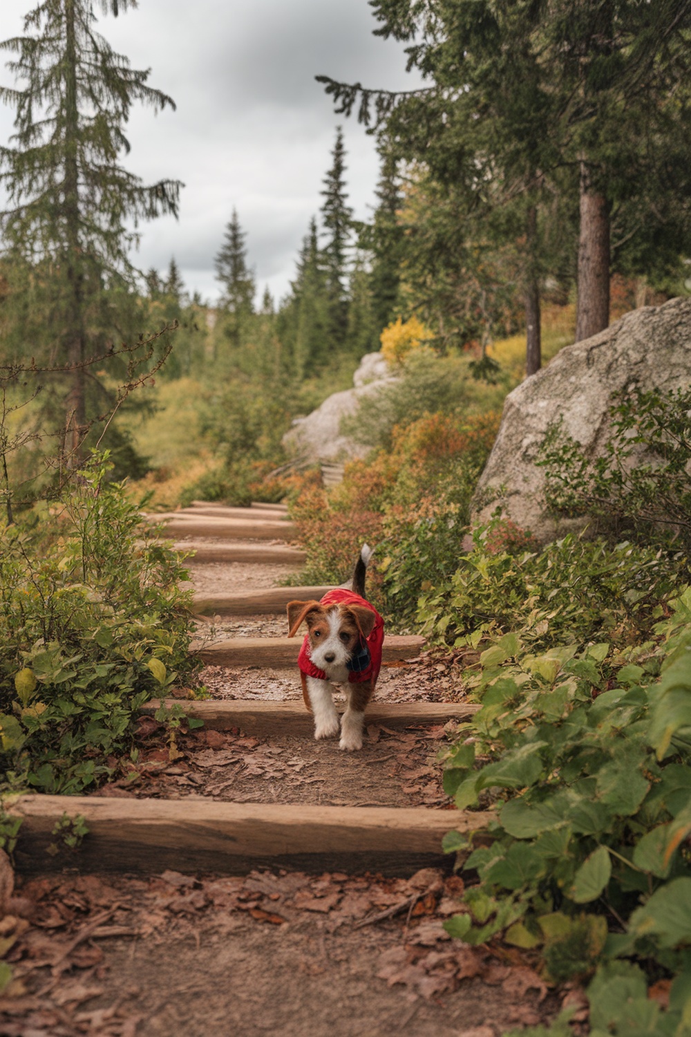 A Border Terrier puppy in a red jacket walking along a wooden path in the woods.