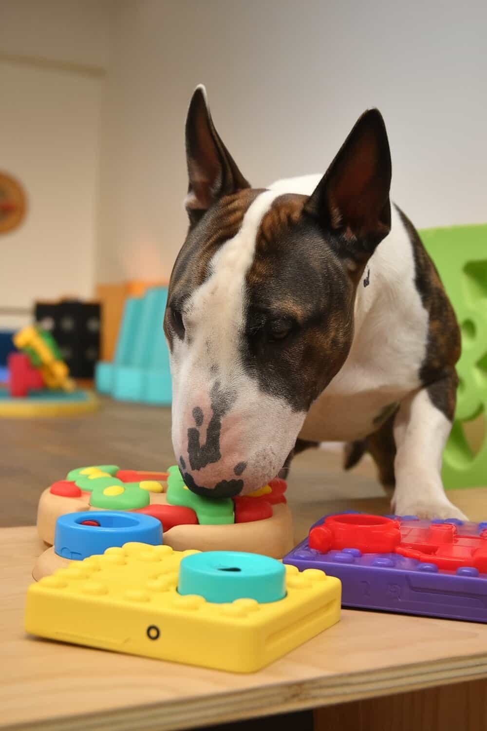 A Bull Terrier interacting with colorful puzzle toys.