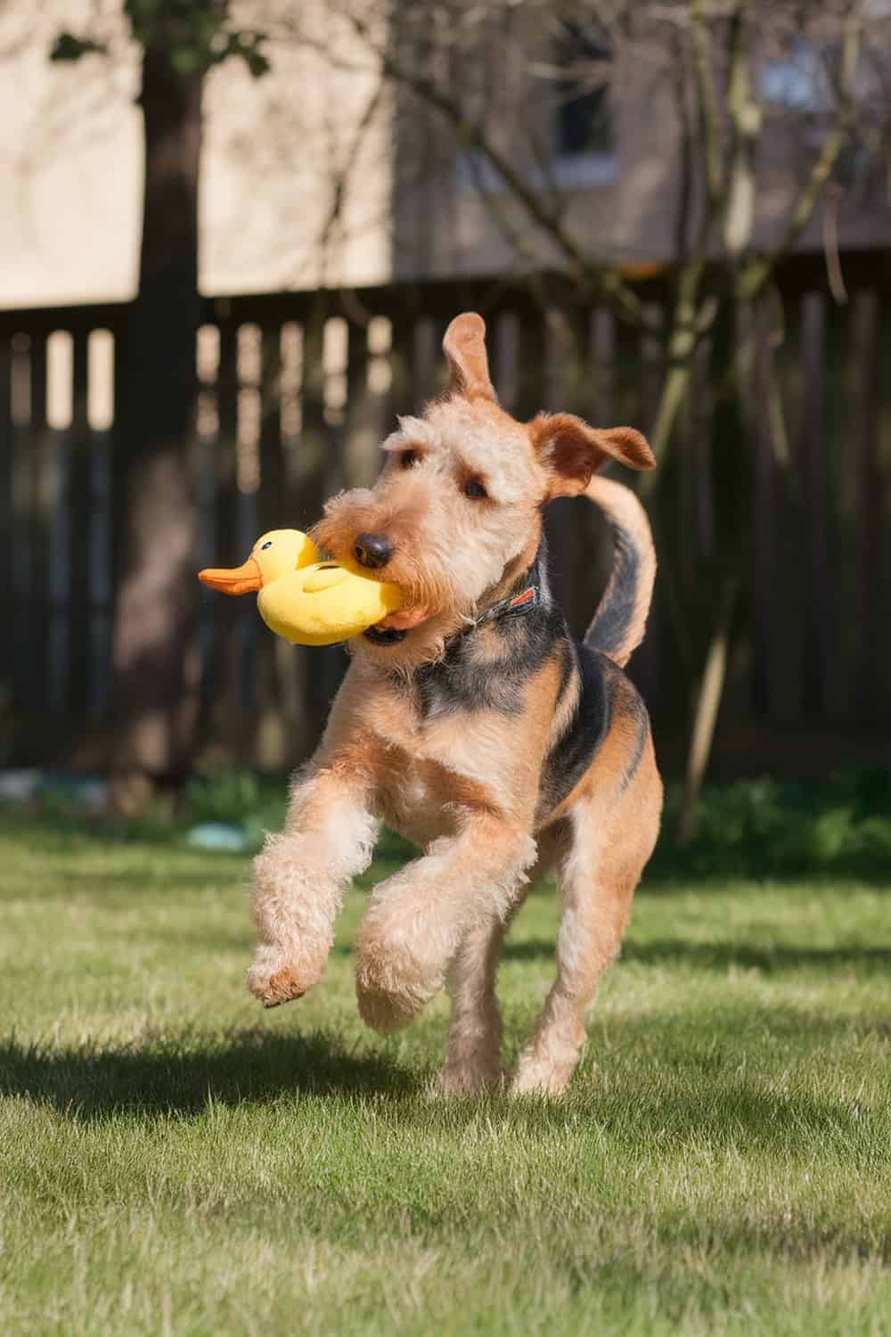 Airedale Terrier running with a yellow duck toy in its mouth.