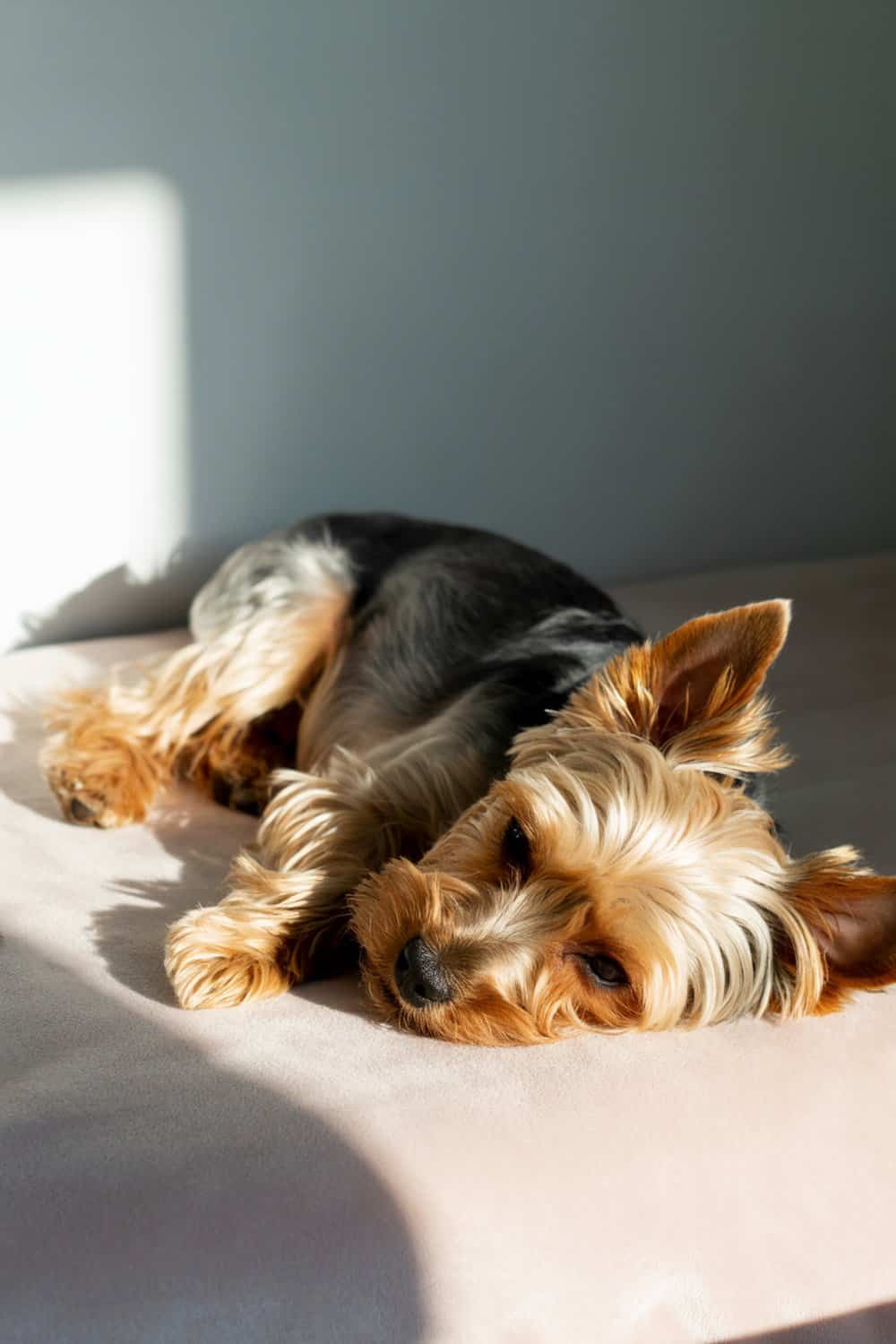 A Yorkshire Terrier lying on a cozy blanket, looking relaxed and peaceful.