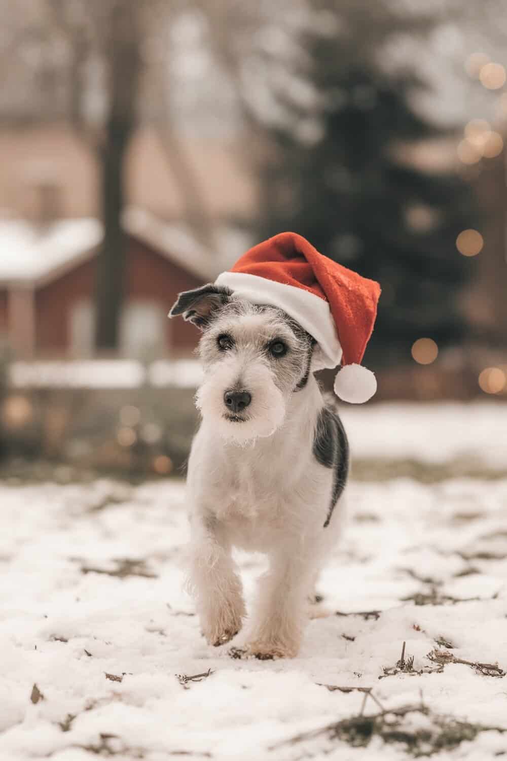 A terrier dog wearing a red Christmas hat walking in the snow