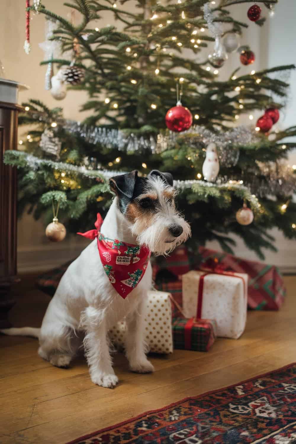 A terrier wearing a red festive bandana sitting in front of a Christmas tree with gifts.