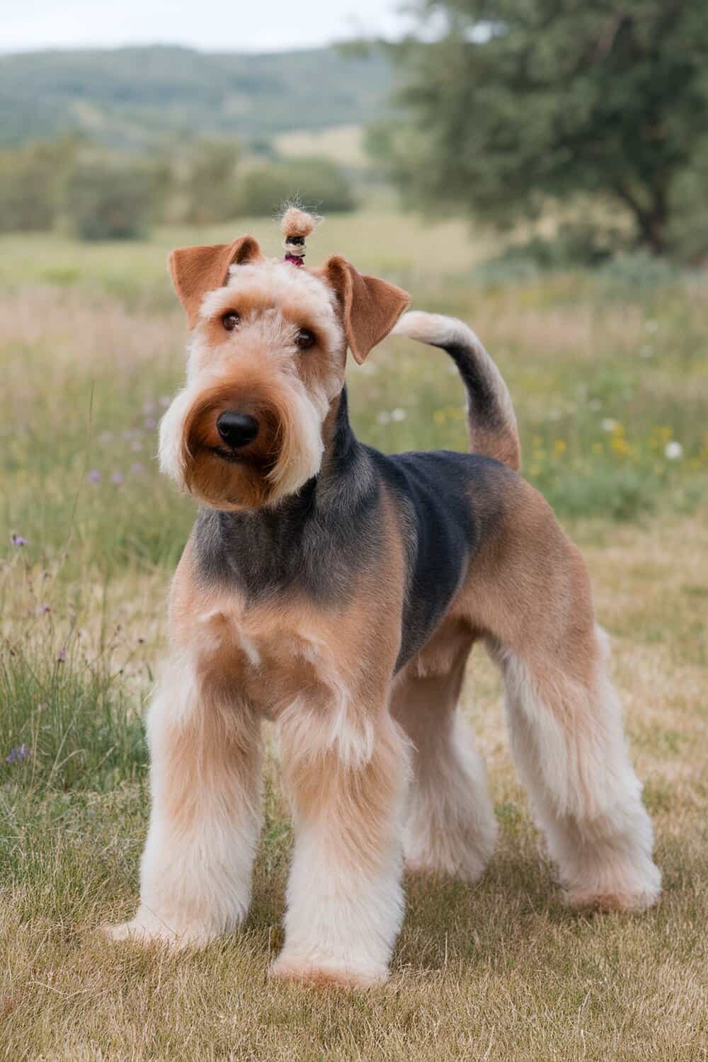 Airedale dog standing in a grassy field with a distinctive grooming style.