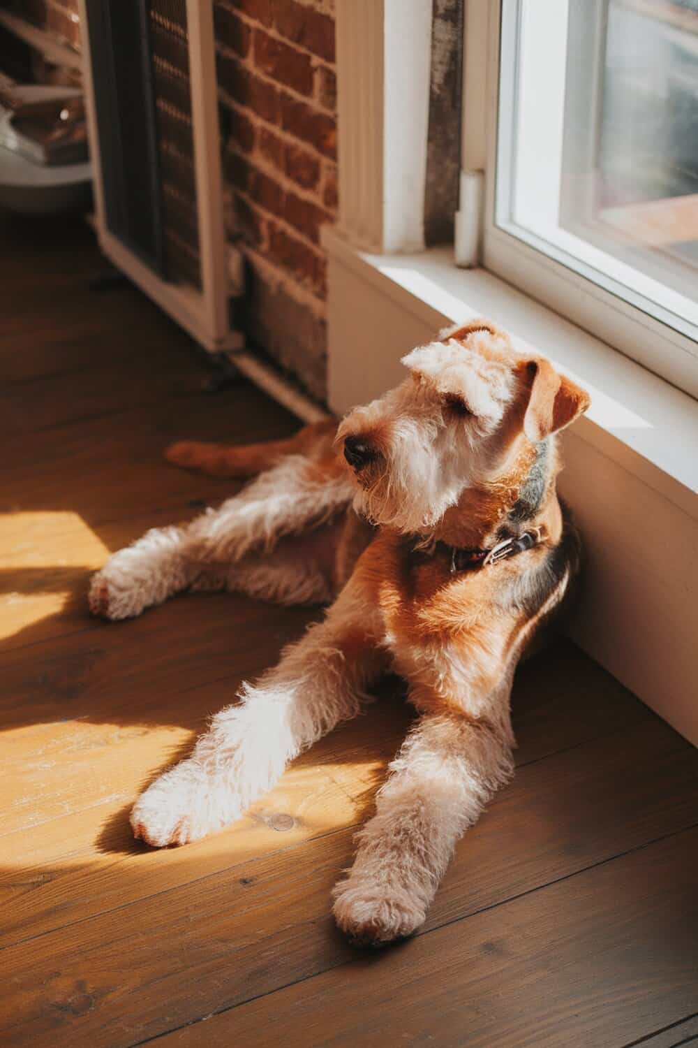 Airedale Terrier lying in a sunlit room, enjoying the warmth.