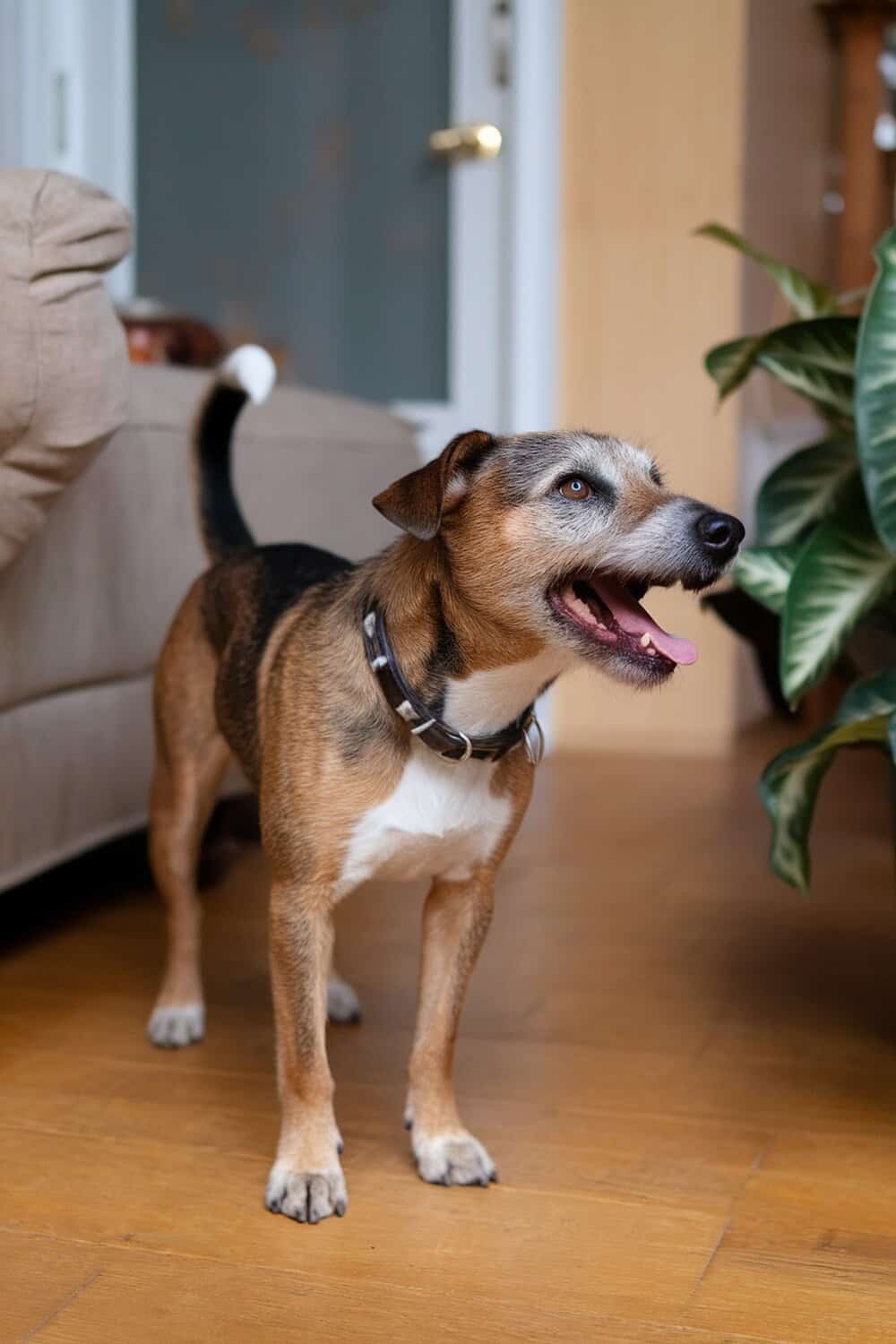 A happy Border Terrier standing indoors, looking excited.