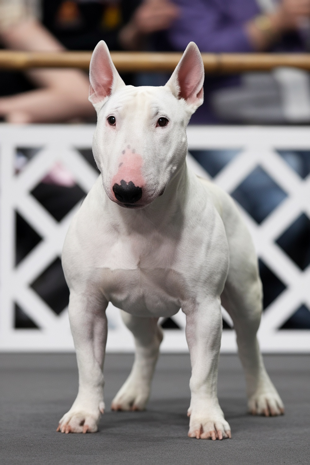 A Bull Terrier standing confidently, showcasing its muscular build and unique head shape.