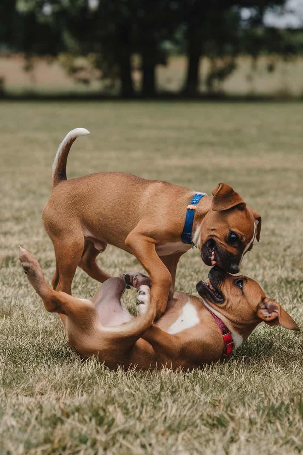 Two playful Border Terrier puppies engaging in a fun playdate on the grass.
