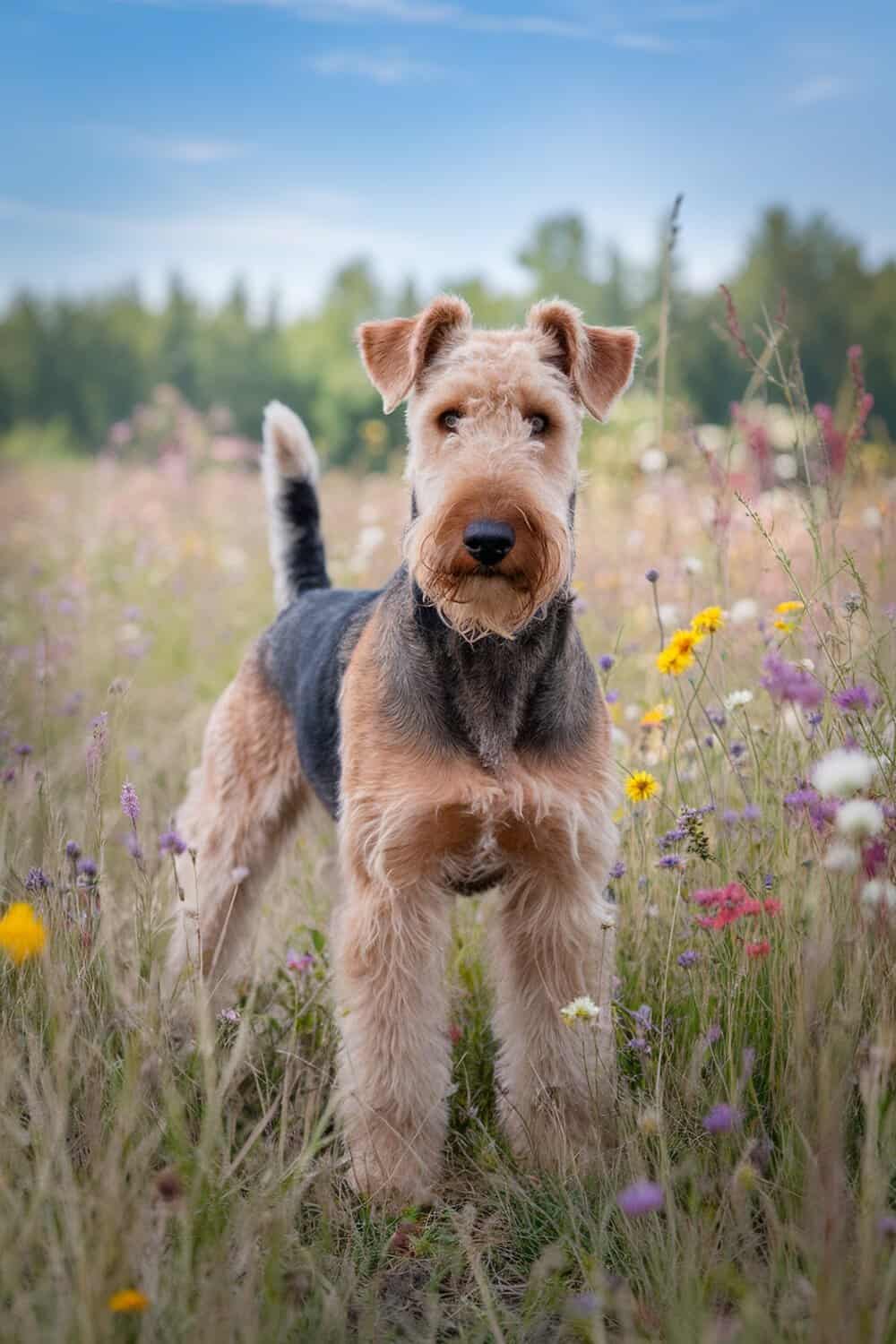 Airedale Terrier standing in a colorful flower field.