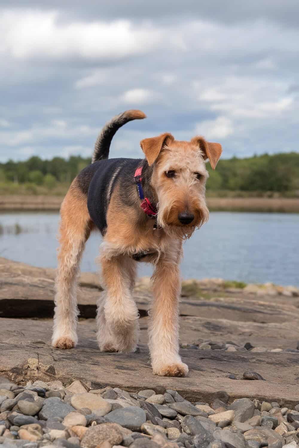 Airedale walking along a rocky shore near water.