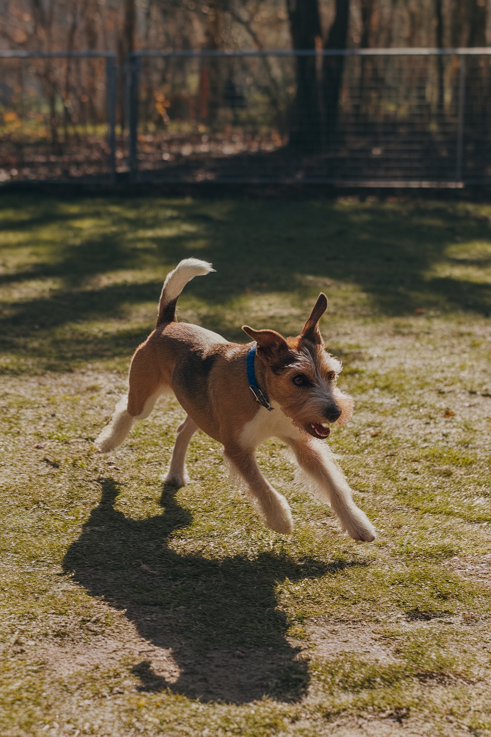 A Border Terrier joyfully running and chasing its shadow on the grass.