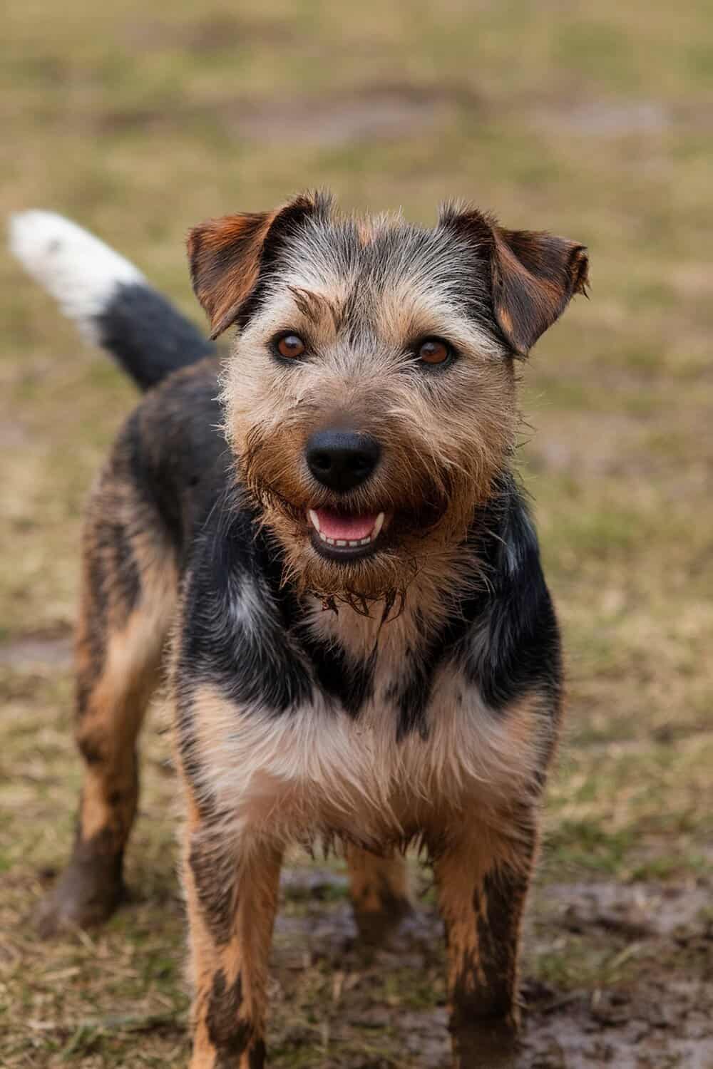 A muddy Border Terrier with a happy expression, showcasing its playful nature.