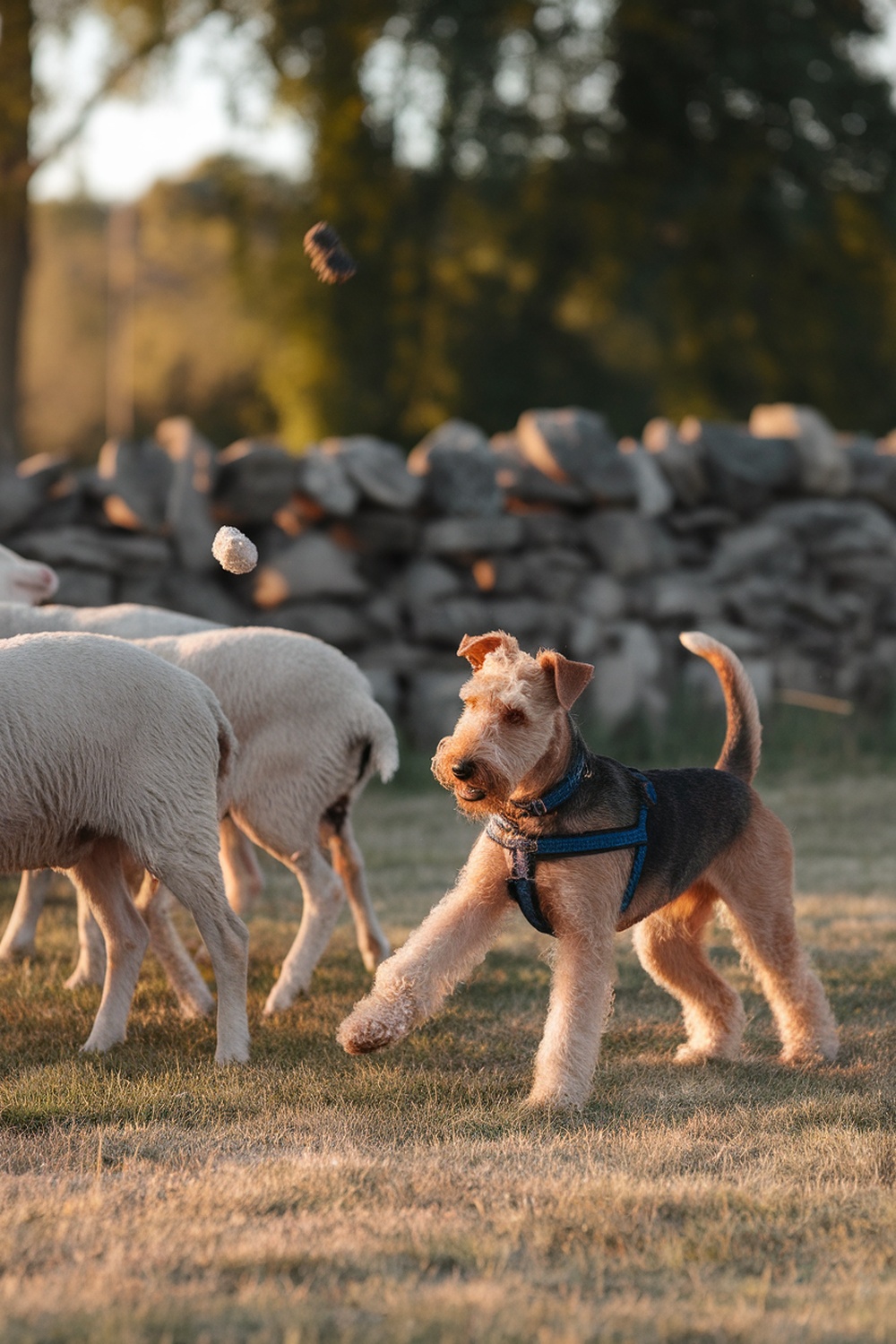 Airedale playing with sheep in a field