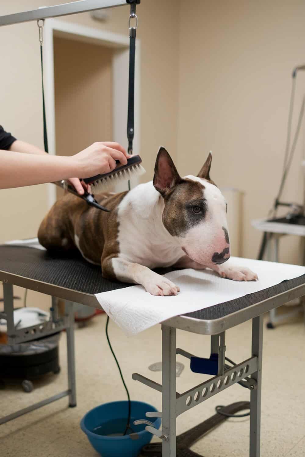 A Bull Terrier being groomed on a table, with a person brushing its fur.