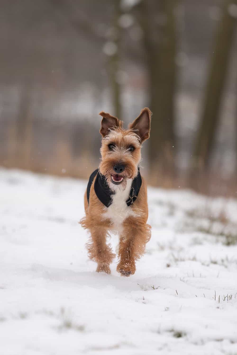 An Irish Terrier running through the snow, showcasing its playful nature.